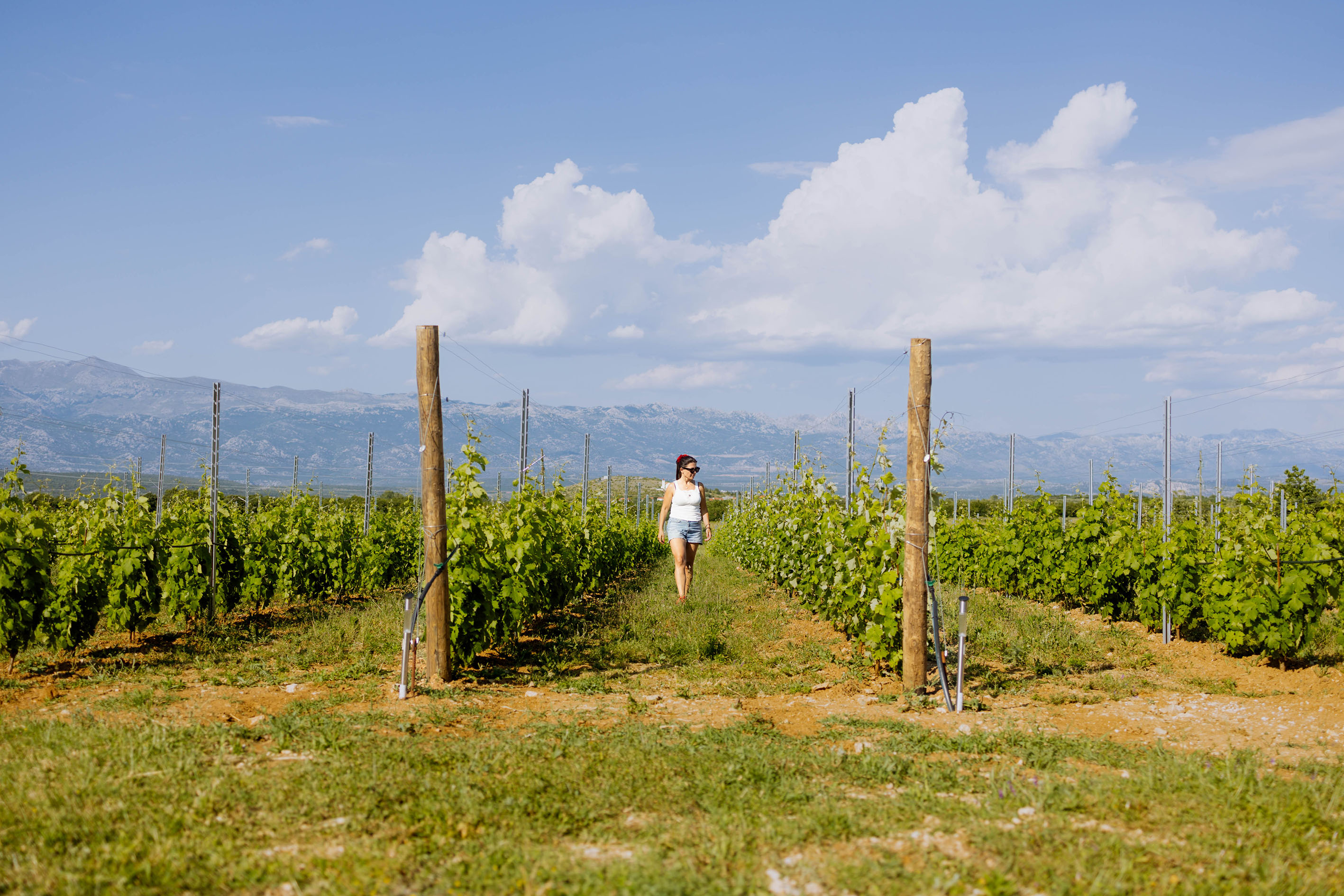 Vinograd i Velebit